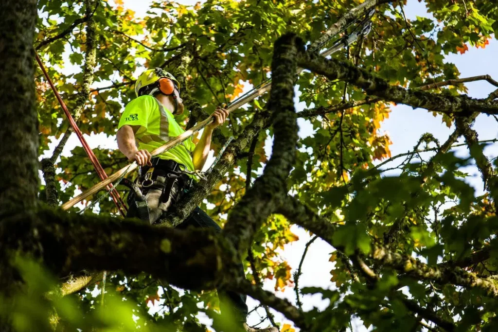 tree pruning