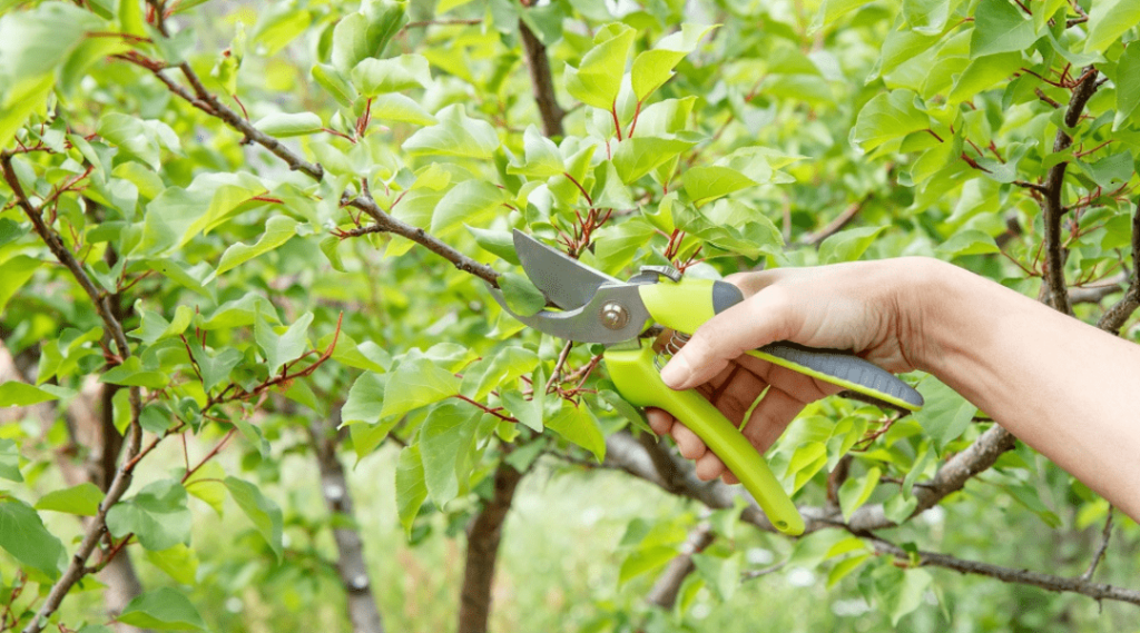 tree pruning