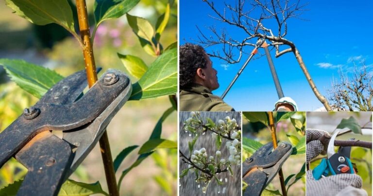 tree pruning