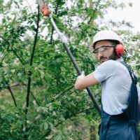 Tree Pruning Service: Essential Tips for Homeowners