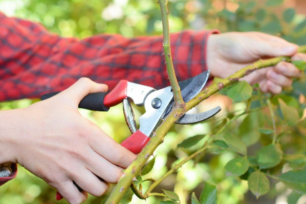 tree pruning