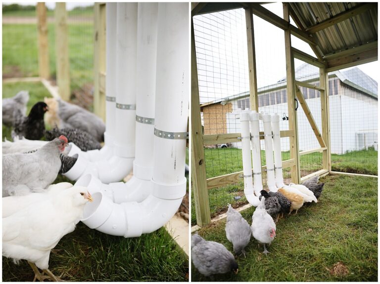 automatic chicken feeder