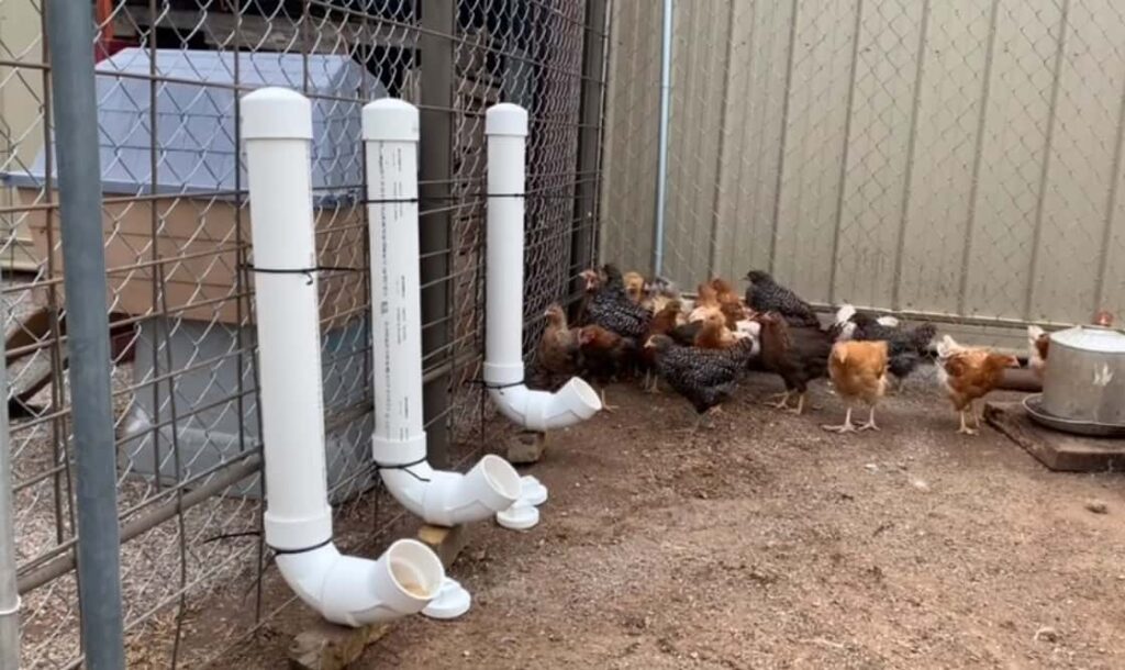 chicken feeder