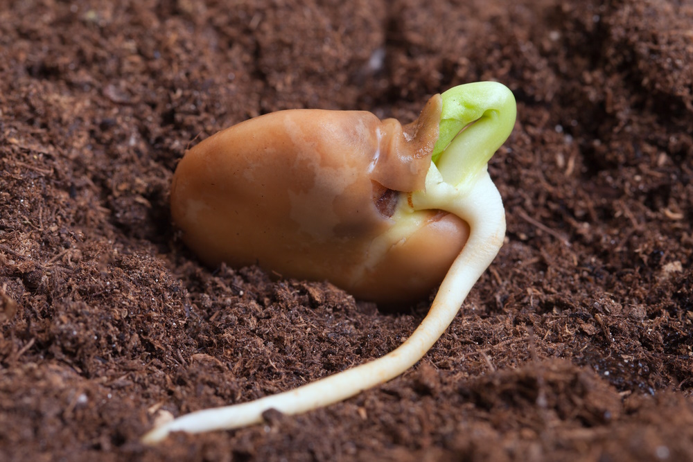 seed germination