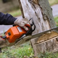 The Ultimate Guide to Stump Removal Services in Sydney: Expert Insights