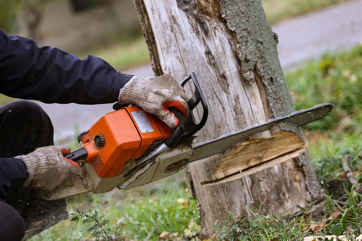 stump grinding