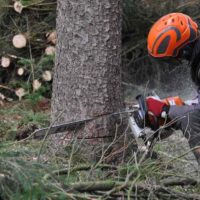 From Stumps to Clear Ground: Effective Stump Removal Solutions in Sydney