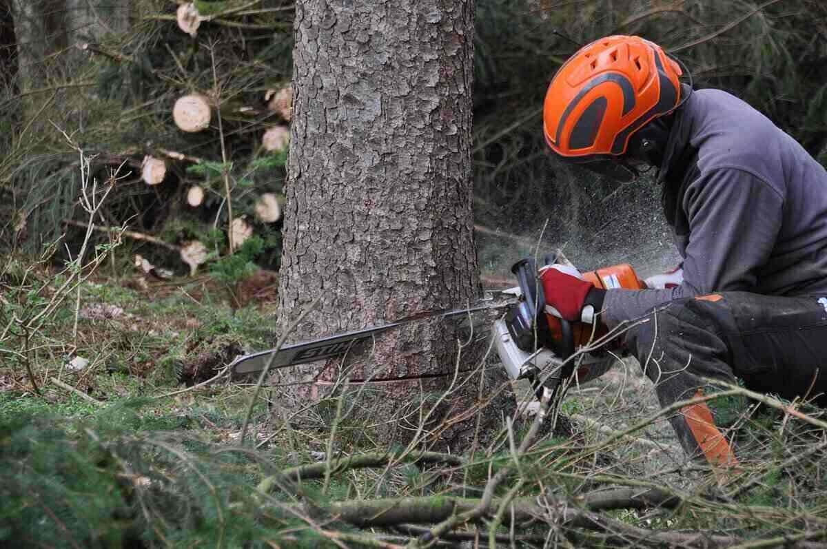 stump grinding