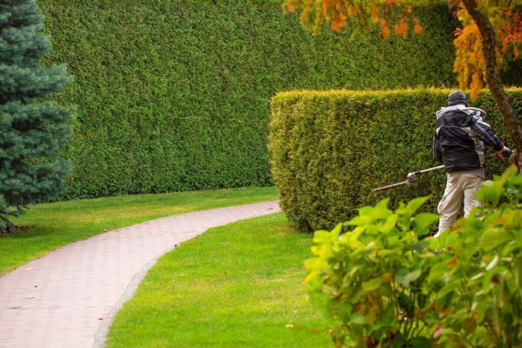 Professional Hedge Trimming