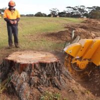 Stump Grinding Near Me: Convenient and Reliable Services