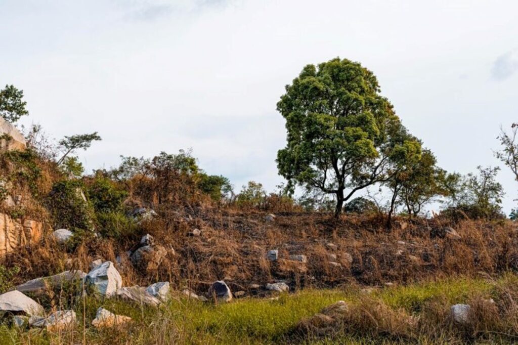 Professional tree removal Hills District