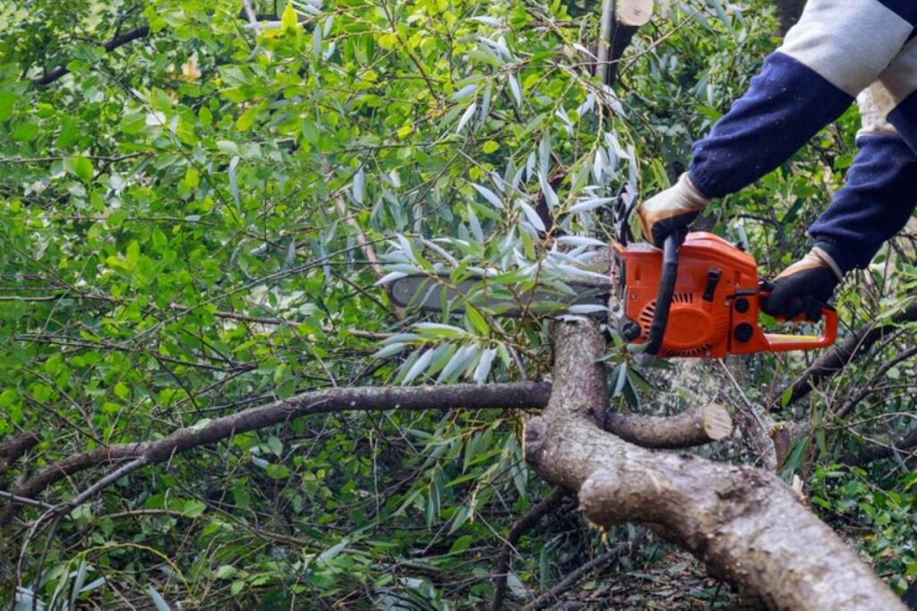 tree removal north shore