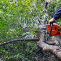 Safe and Efficient Tree Removal in the North Shore: A Homeowner’s Guide