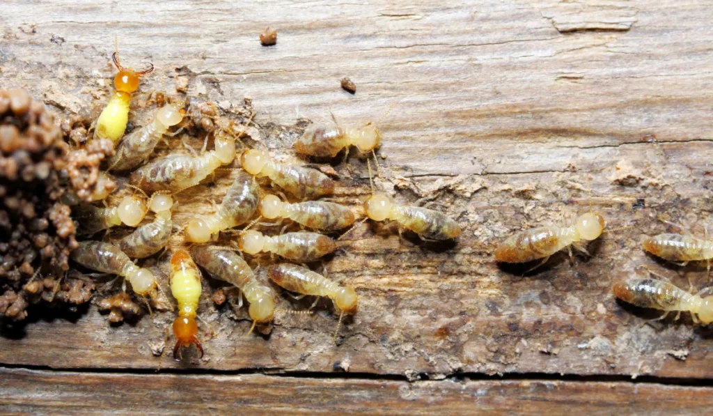 Why Pest Control Termite Methods Fail (and How to Get It Right)