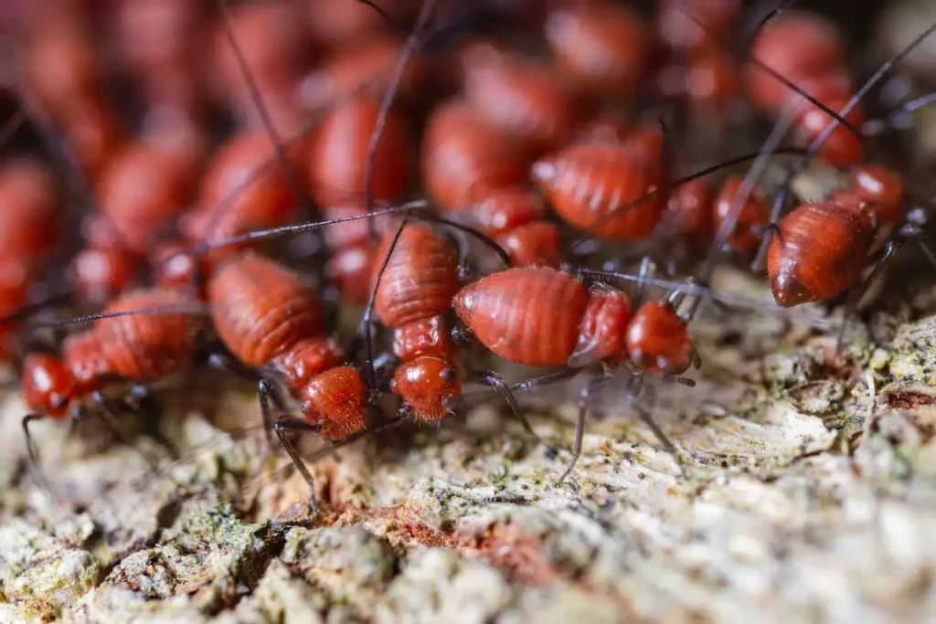 Termite Control Sydney: Proven Techniques for Long-Lasting Results