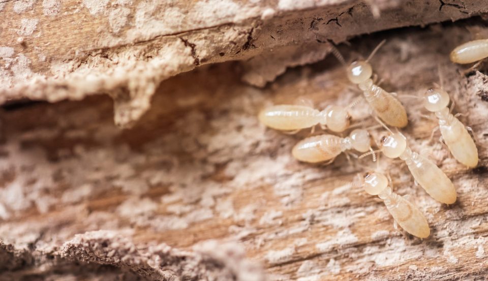Termite Control Sydney: Proven Techniques for Long-Lasting Results