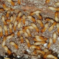 Termite Control Sydney: Proven Techniques for Long-Lasting Results