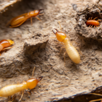 Why Pest Control Termite Methods Fail (and How to Get It Right)