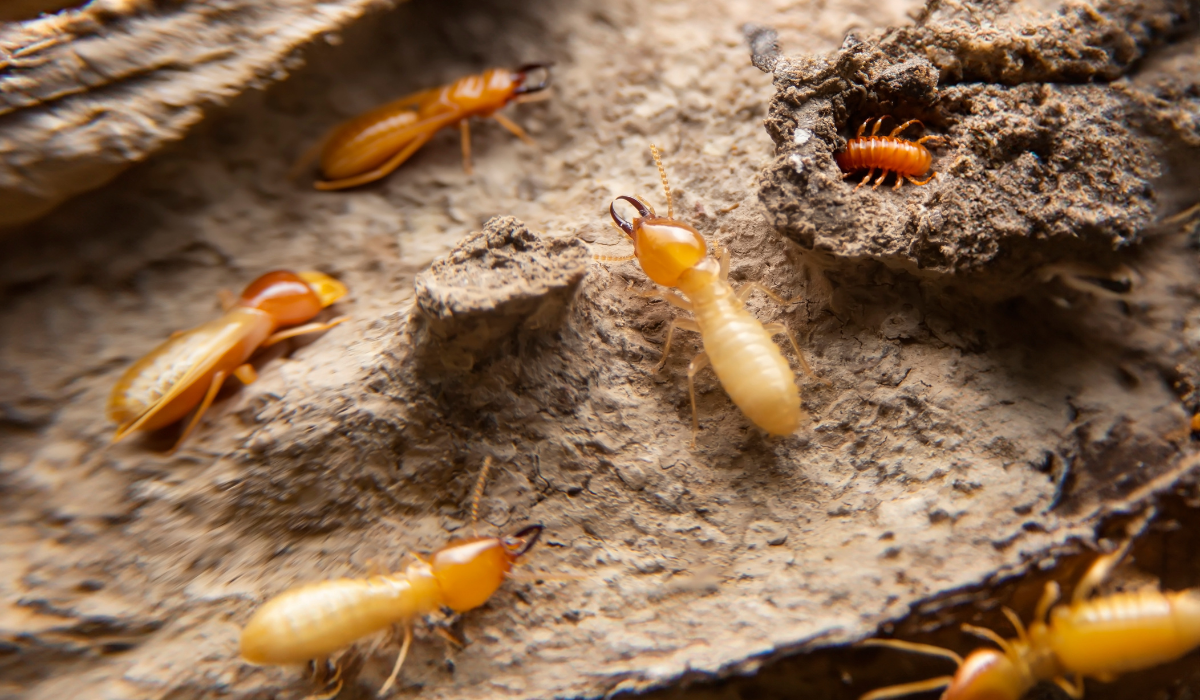 Why Pest Control Termite Methods Fail (and How to Get It Right)