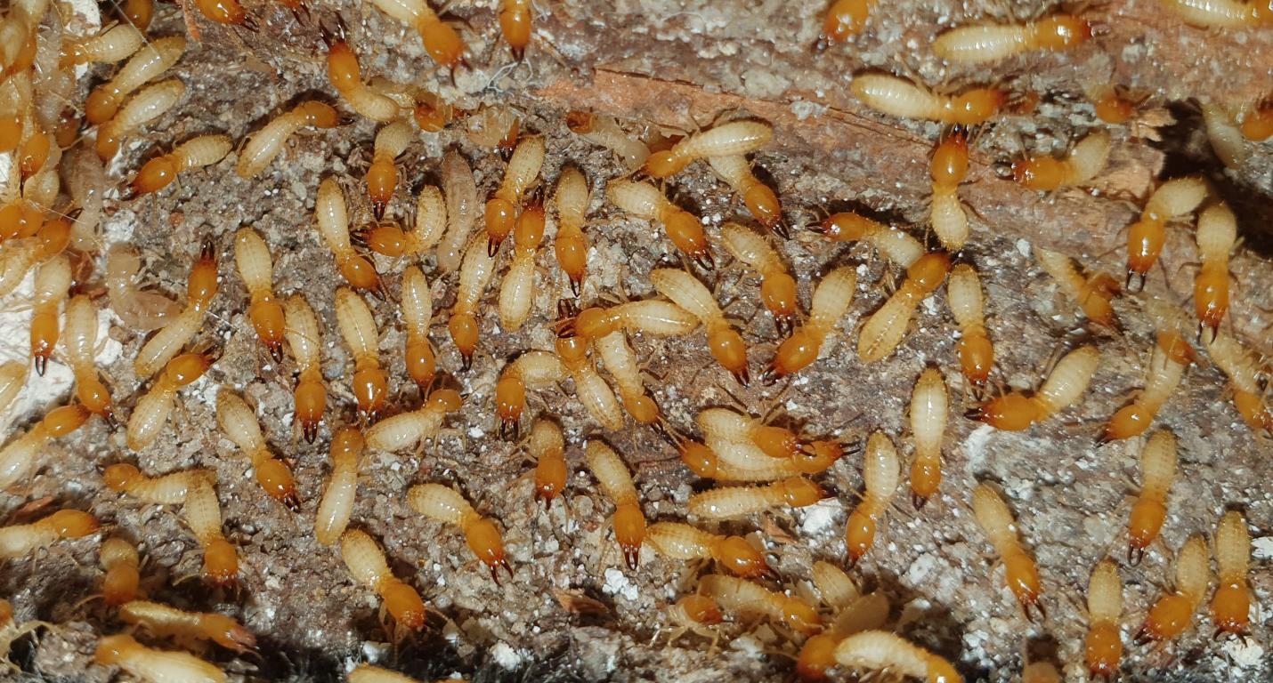 Termite Control Sydney: Proven Techniques for Long-Lasting Results