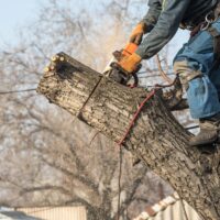 Tree Removal in the Blue Mountains to Prevent Storm-Related Hazards