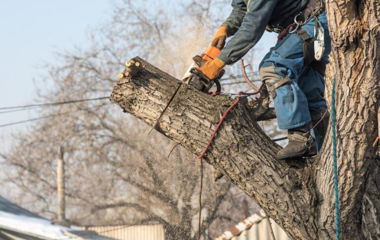 tree removel