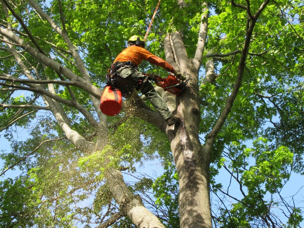 tree removel