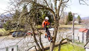 Tree Removal for Real Estate: Boosting Property Value in Sydney – A Complete Guide