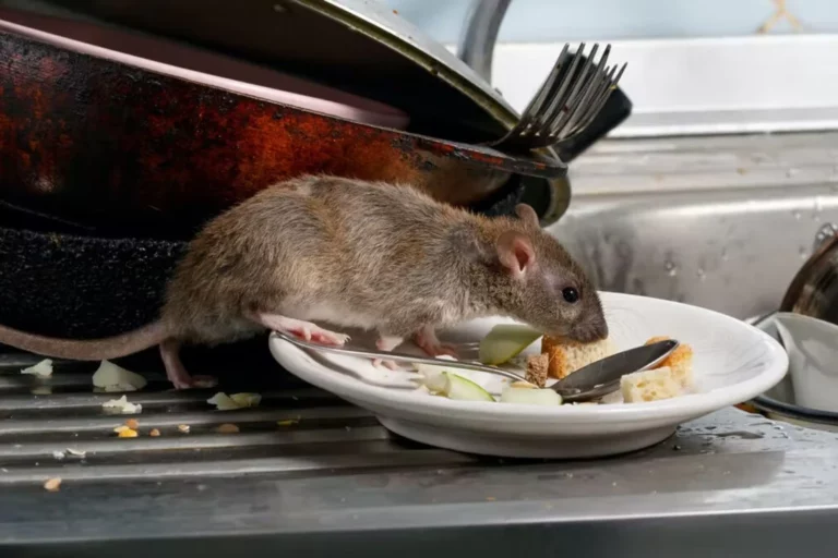 Rodent Control Sydney
