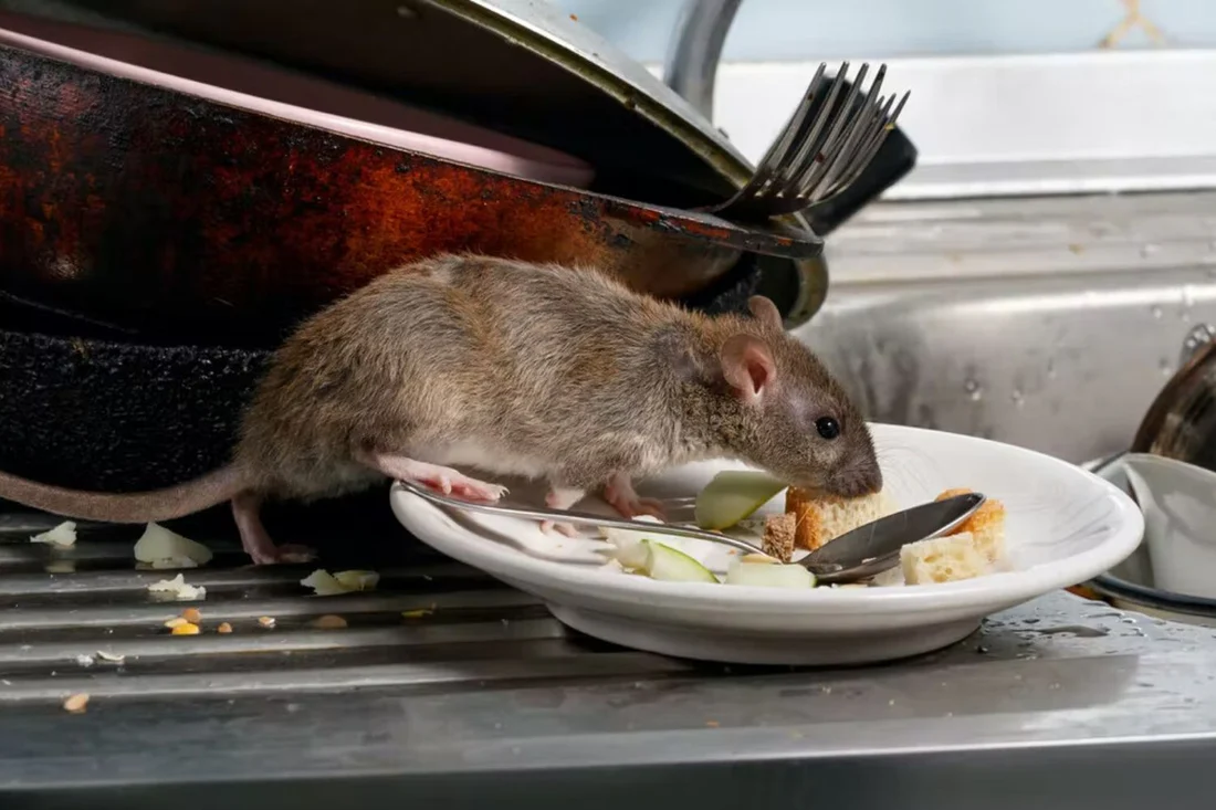 Rodent Control Sydney
