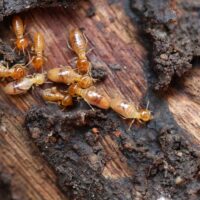 Termite Treatment Sydney: Effective Solutions to Protect Your Home