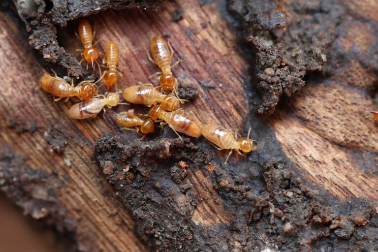 Termite Treatment Sydney