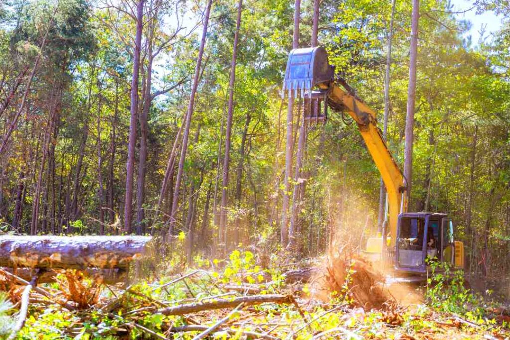 Stump Grinding Services