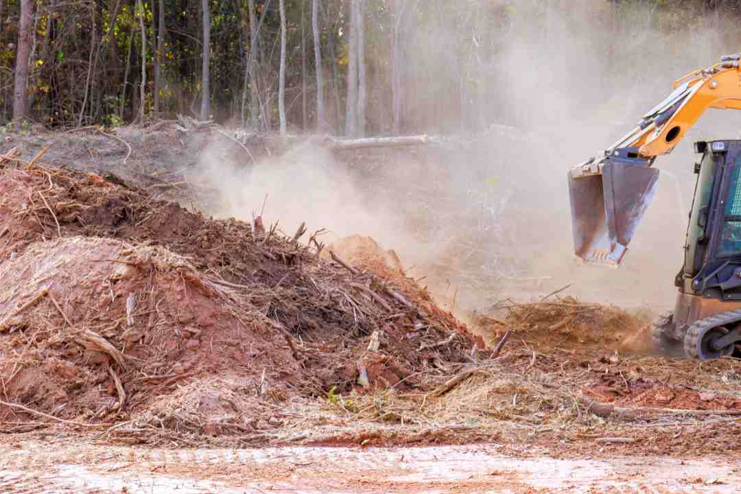 Tree Stump Grinding Services in Sydney: Everything You Need to Know