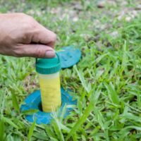 Pest Control Termite Treatment Options for Homeowners Facing Active Activity