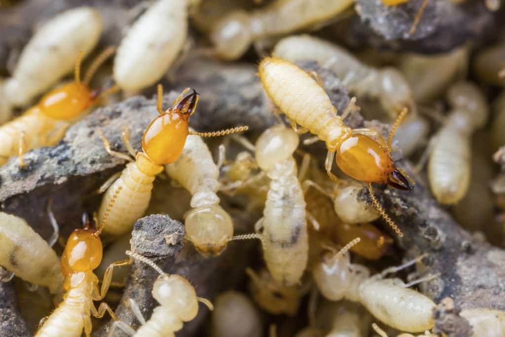 Pest and Termite Control