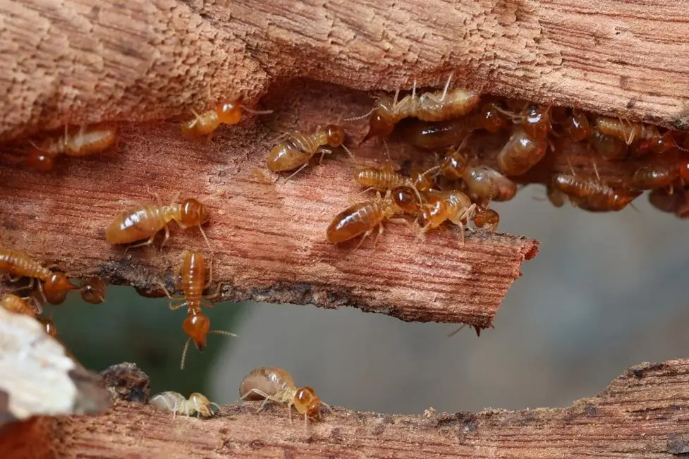 Pest and Termite Control
