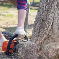 Is It Safe to Attempt Stump Removal Yourself? (The Arborist’s Opinion)