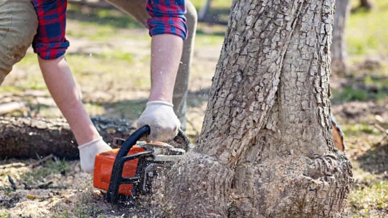 Is It Safe to Attempt Stump Removal Yourself? (The Arborist's Opinion)