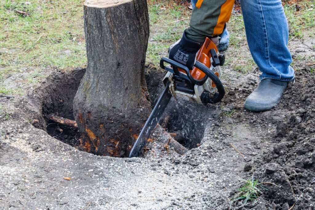 Is It Safe to Attempt Stump Removal Yourself? (The Arborist's Opinion)