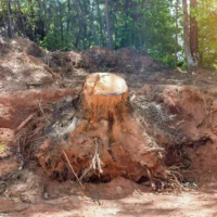 8 Unexpected Items Covered by Green Waste Removal Near Me Services