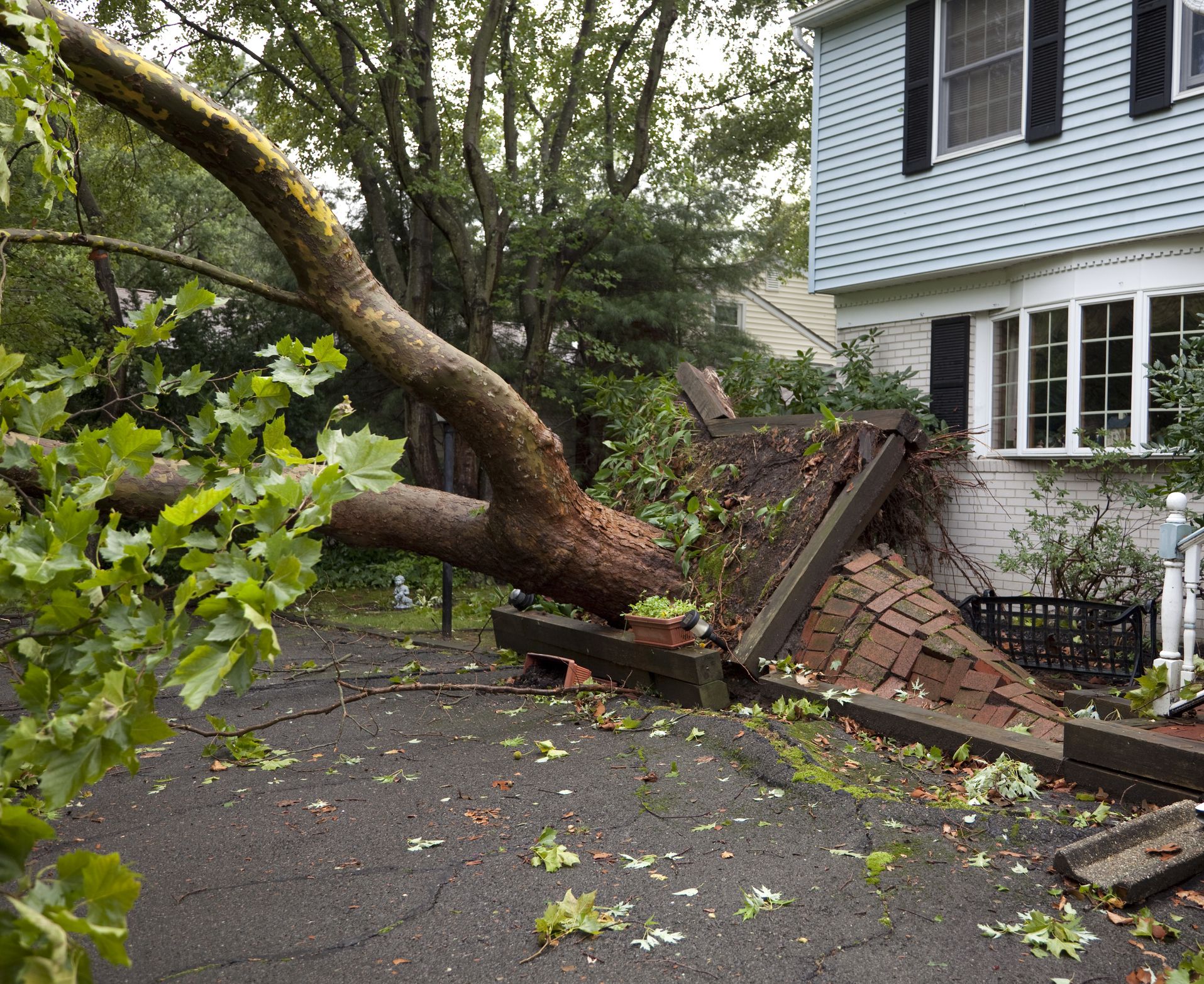 Professional Tree Pruning in Sydney: The Science Behind a Healthier Tree