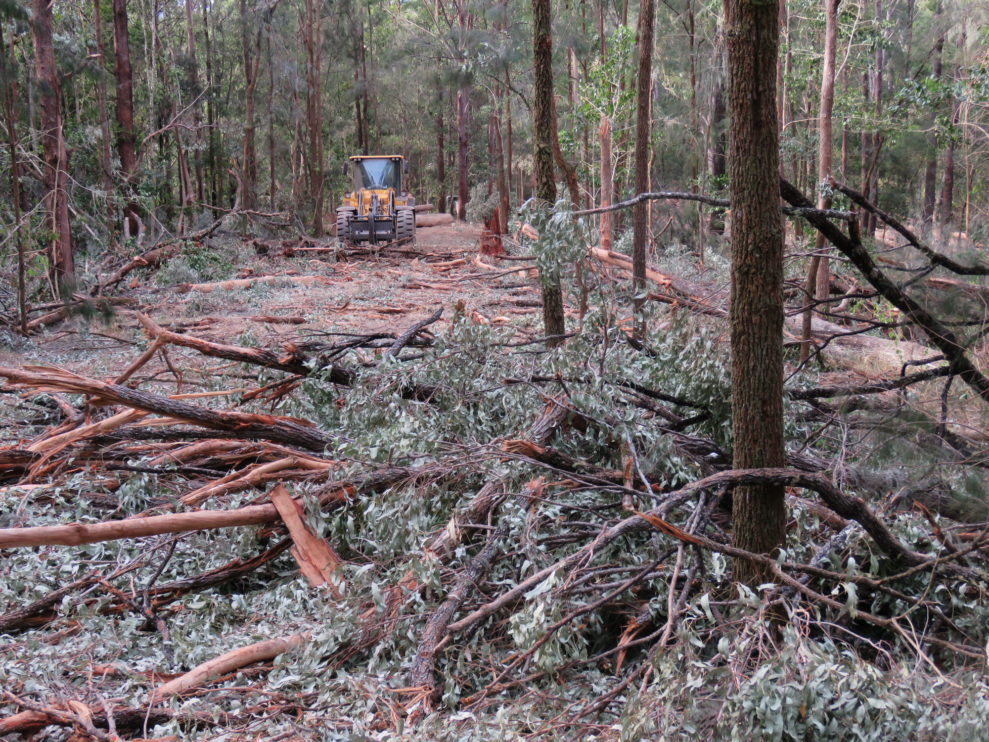 Buying Quality Firewood in Sydney: Species, Seasoning, Storage and the Law
