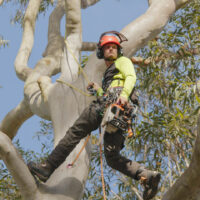 Professional Arborist Services in Sydney: Expert Tree Assessment, Reports and Care
