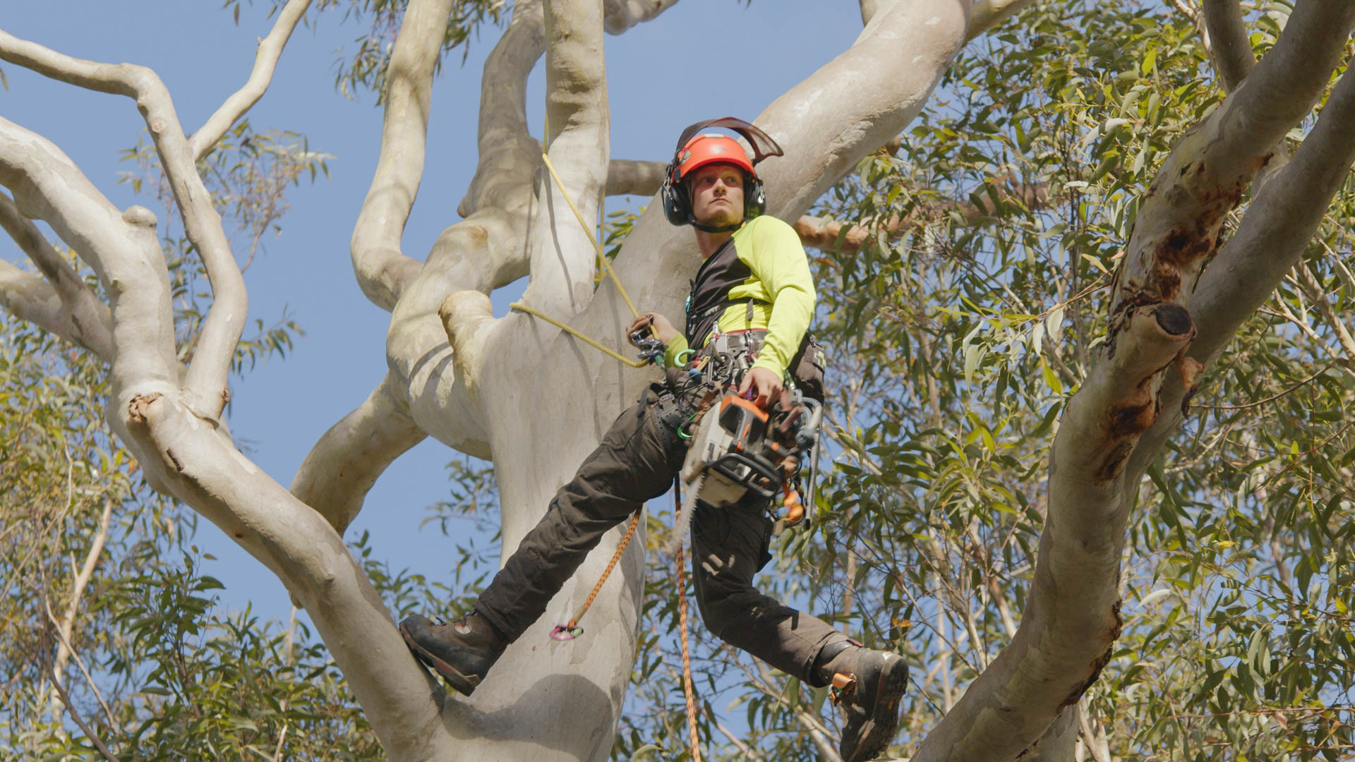 Professional Arborist Services in Sydney: Expert Tree Assessment, Reports and Care