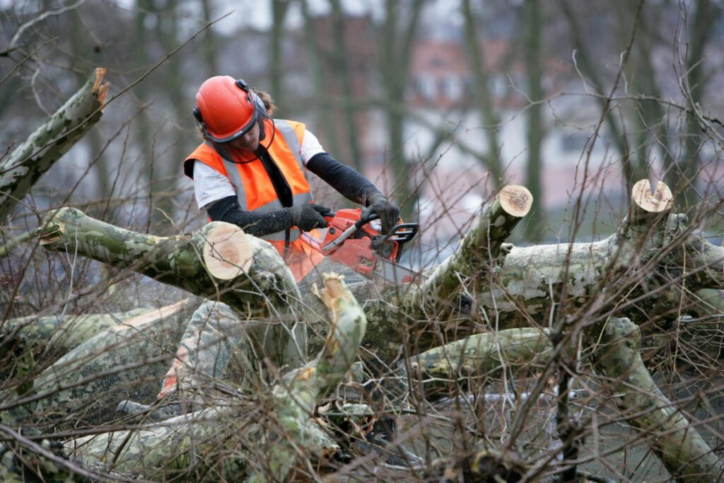 Professional Tree Pruning in Sydney: The Science Behind a Healthier Tree

