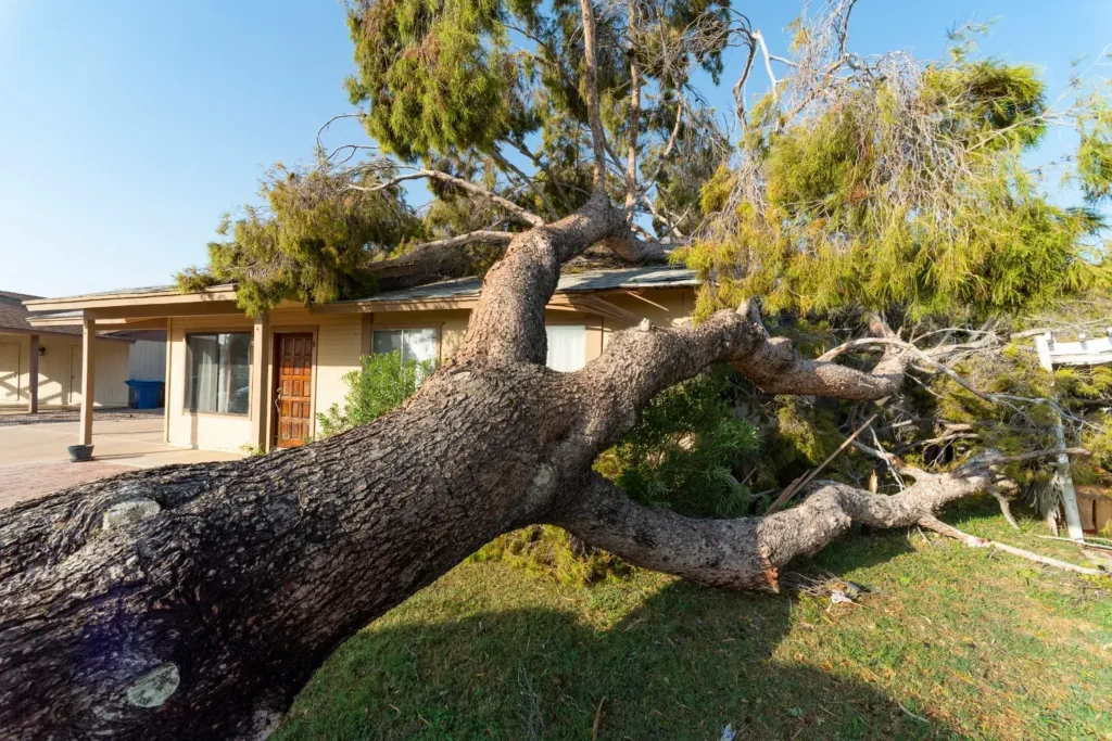 Emergency Tree Removal in Sydney: Fast Response to Storm Damage and Hazards