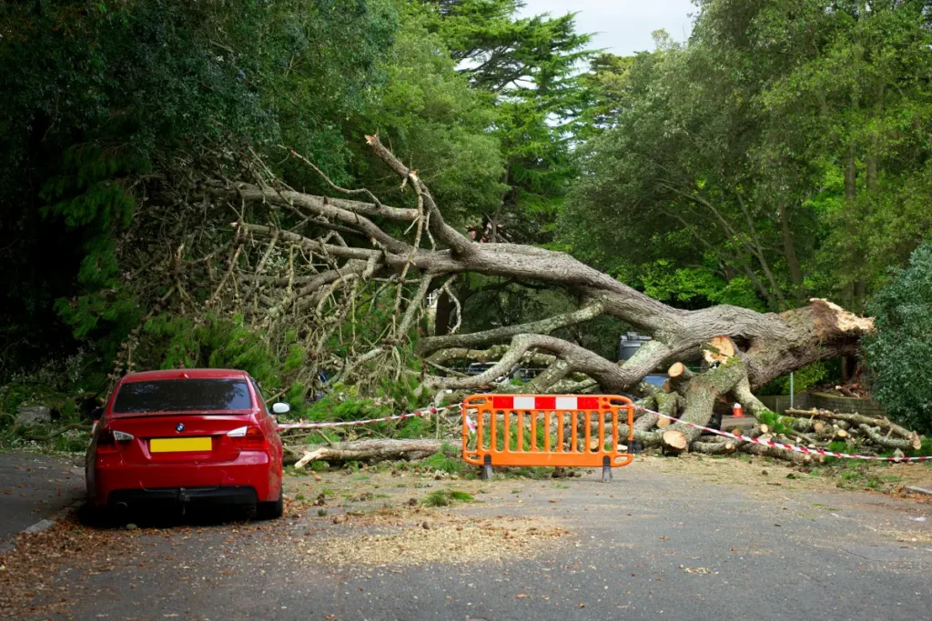 Emergency Tree Removal in Sydney: Fast Response to Storm Damage and Hazards