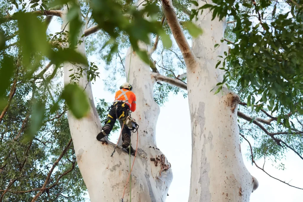 Professional Tree Trimming Services: Keeping Sydney Trees Healthy and Safe

