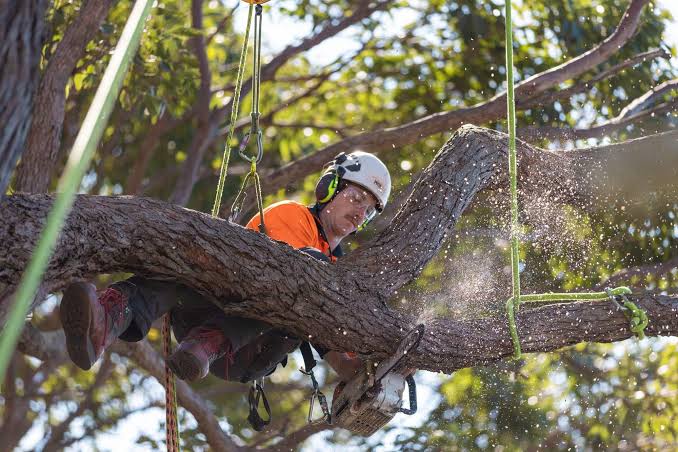 Professional Tree Trimming Services: Keeping Sydney Trees Healthy and Safe

